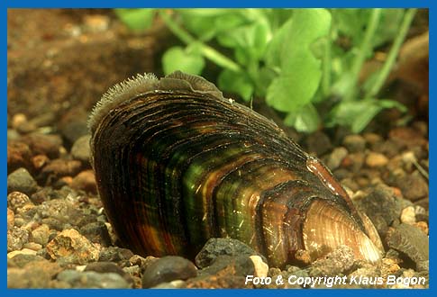 Bachmuschel (Unio crassus) Ausschnitt mit der Ausstrmffnung (oben) und der Einstrmffnung  (links oben) von Papillen umstanden.