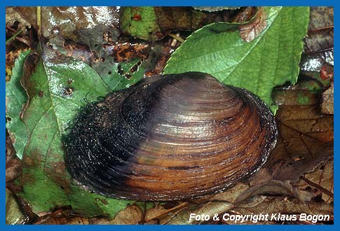 Aus dem Sediment herausgehobene Bachmuschel