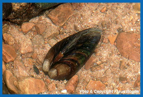 Bachmuschel (Unio crassus) in der Draufsicht.