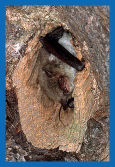 Fransenfledermaus verläßt Baumhöhle