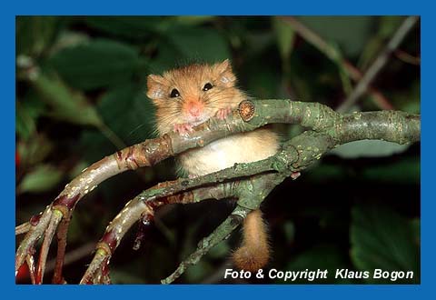 Die Haselmaus ist ein Bilch und bewohnt nach der Vogelbrutzeit deren Nisthhlen