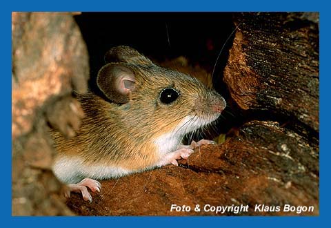 Gelbhalsmaus (Apodemus flavicollis)