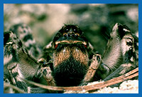 Portrt der Sdrussischen Tarantel (Allohogna singoriensis)