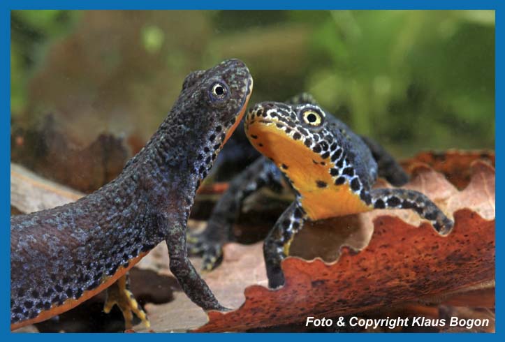 Bergmolch  Triturus alpestris, Mnnchen und Weibchen.