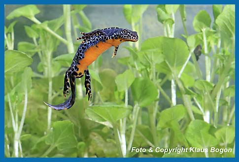 Bergmolch  Triturus alpestris, Mnnchen schwebt nach dem Luft holen auf den Gewssergrund.