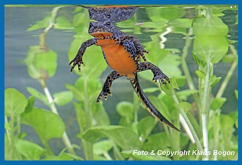 Bergmolch Weibchen schwebt an der Wasseroberflche.