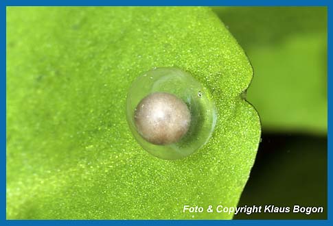 Manche Eier werden auch frei auf dem Blatt abgelegt, wie dieses frisch gelegte Bergmolchei.