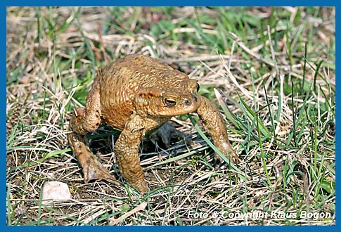 Erdkrte Bufo bufo blst sich bei Gefahr auf und macht sich grer.