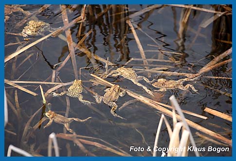 1 Paar Erdkröten und 5 Männchen im Laichgewässer.