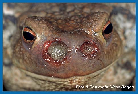 Die stark erweiterten Nasenlöscher der Erdkröte sind mit den Larven der Krötenfliege gefüllt, was langfristig zum Tod der Kröte führt.