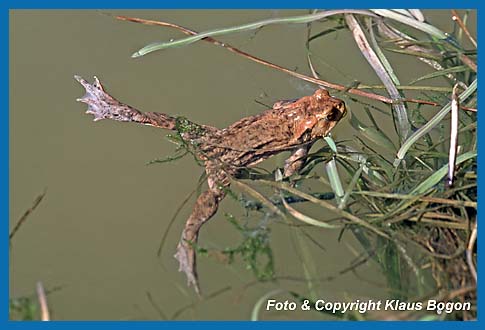 Erdkrte Bufo bufo Mnnchen wartet  im Laichgewsser auf Weibchen.