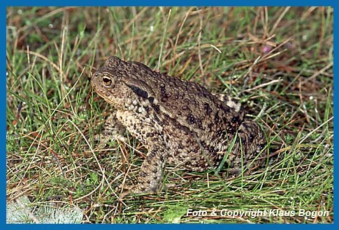 Altes Erdkrten Weibchen Bufo bufo bei Regen auf Nahrungssuche.