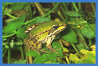 Kleiner Wasserfrosch  (Rana lessonaea)