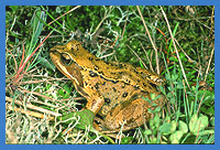 Grasfrosch (Rana temporaria)