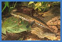 Fadenmolch (Triturus helveticus)