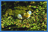 Teich- od. Wasserfrosch (Rana esculenta)
