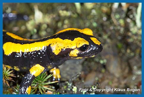 Feuersalamander Salamandra salamandra, Seitenportrt.