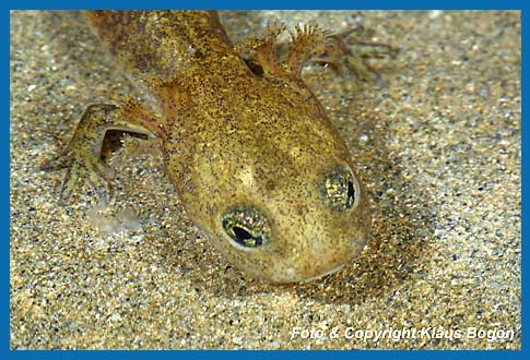 Kopf einer Feuersalamander-Larve, achte auf die ueren Kiemen.