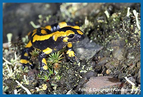 Feuersalamander Salamandra salamandra, Portrt