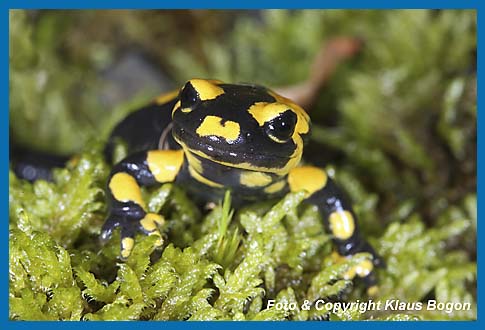 Feuersalamander Salamandra salamandra, Portrt.