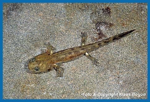 Feuersalamander-Larven  leben im Bach oder Quelltpfen und brauchen je nach Nahrungsangebot  zwischen 2 Monaten und 2 Jahren fr ihre Entwicklung  zur Metamorphose.