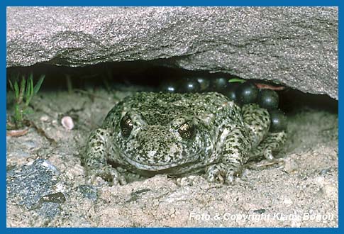 Geburtshelferkröte Männchen halten sich gerne unter Steinplatten auf die erst iim Dunklen verlassen werden.
