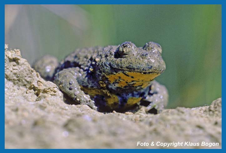 Die Gelbbauchunke  Bombina variegata ist ein Bewohner des Hgel- und Berglandes.