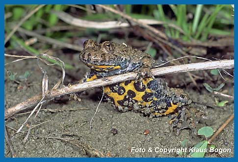 Gelbbauchunke  Bombina variegata, die Größe der gelben Flecken am Bauch, können bei jedem Tier von unterschiedlicher Größe sein.