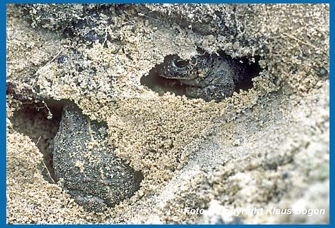 Diese Kreuzkrten haben sich unter einer Steinplatte ihre Hhlen gegraben. Die Platte wurde fr die Aufnahme entfernt.