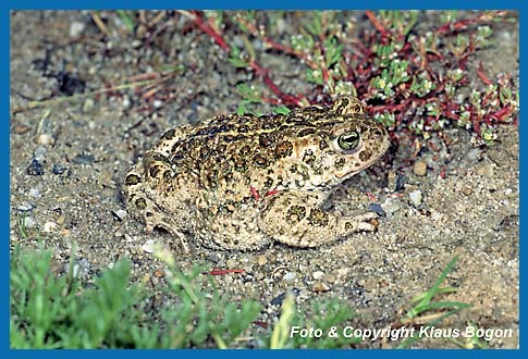 Kreuzkrte  Bufo calamita