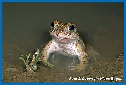 Kreuzkrte  Bufo calamita,  wartet am Rande des Laichgewssers auf ein Weibchen.