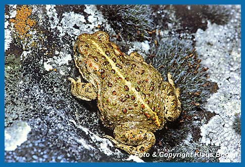 Ein aufflliges Erkennungszeichen der Kreuzkrte  Bufo calamita, ist der schwefelgelbe Rckenstreifen.