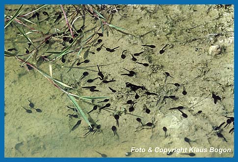 Kaulquappen der Kreuzkröte  Bufo calamita, im flachen Sandgrubengewässer.
