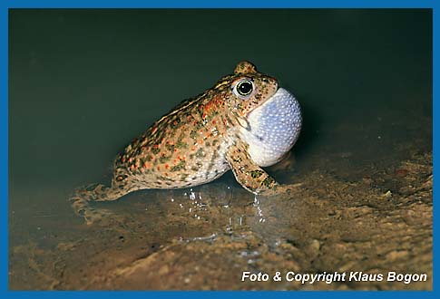 Rufende Kreuzkrte  Bufo calamita, im seichten Wasser des Tmpels.