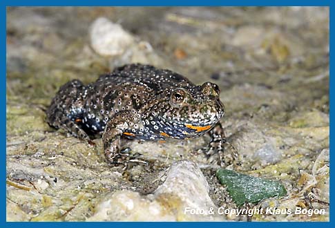 Rotbauchunke  Bombina bombina auf der Nahrungssuche.