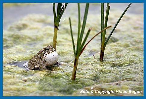 Rufendes Männchen der Wechselkröte  Bufo viridis am Gewässerufer.