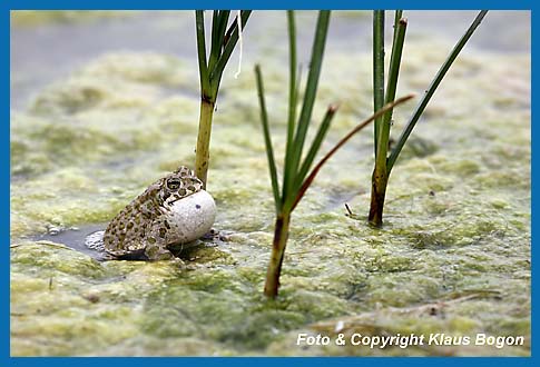 Rufendes Mnnchen der Wechselkrte  Bufo viridis am Gewsserufer.