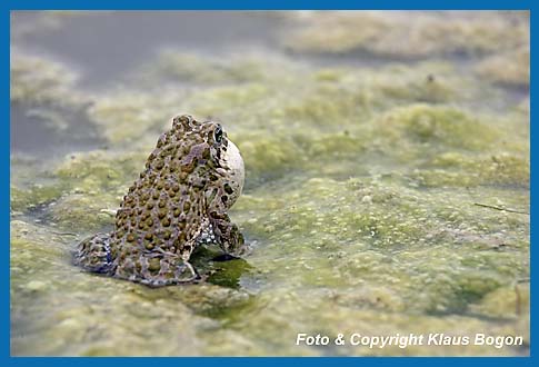 Rufendes Männchen der Wechselkröte  Bufo viridis am Gewässerufer.