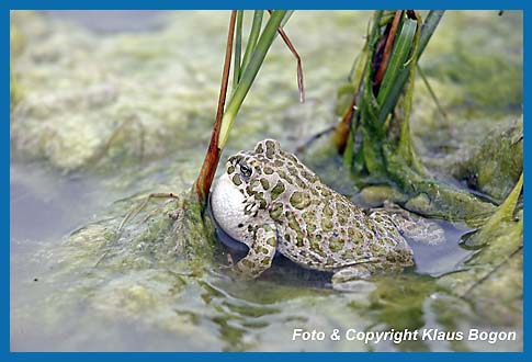 Rufendes Mnnchen der Wechselkrte  Bufo viridis am Gewsserufer.