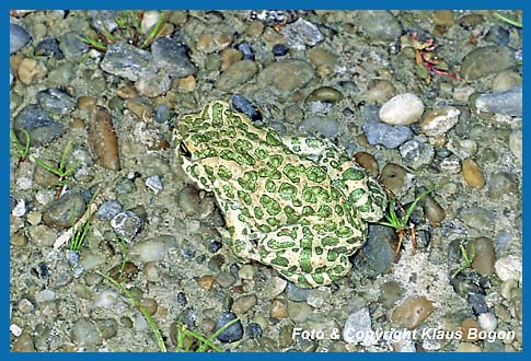 Wechselkrte  Bufo viridis in der Draufsicht.