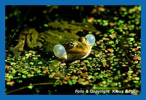 Teich- od. Wasserfrosch (Rana esculenta)
