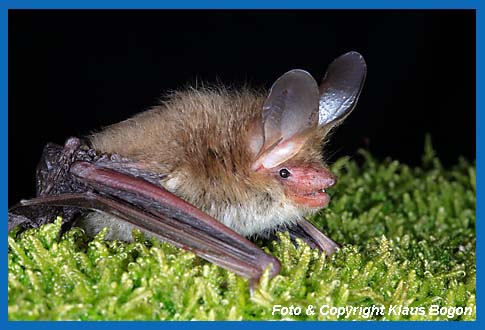 Portrt Bechsteinfledermaus