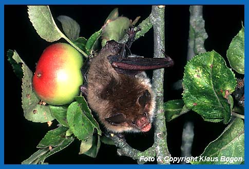 Bechsteinfledermuse besiedeln auch Steruobstwiesen.