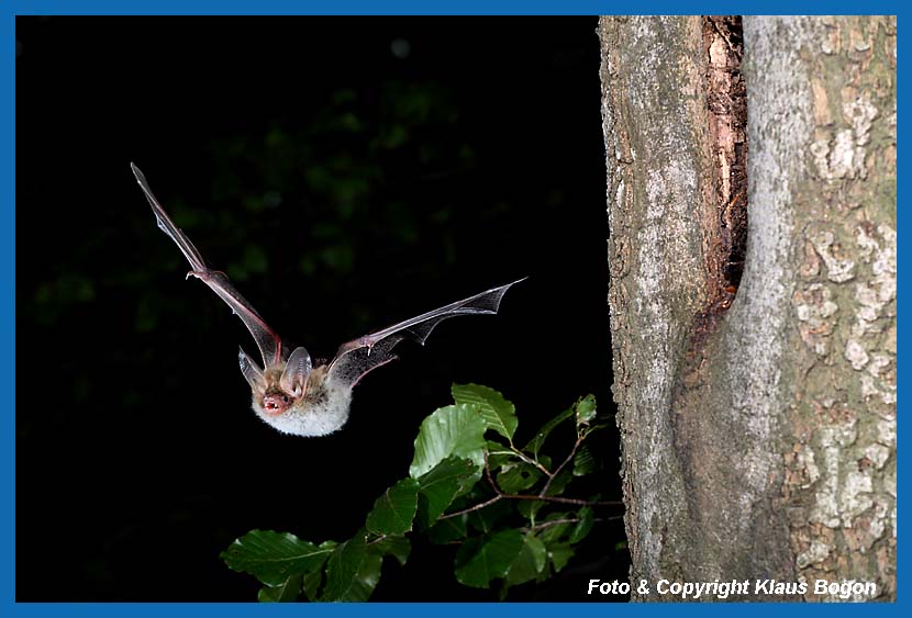 Bechsteinfledermaus verlt das Wochenstubenquartier.