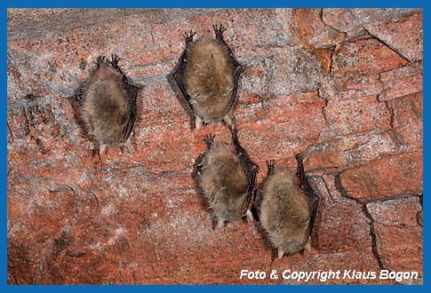 Braune Langohren  Plecotus auritus im Winterquartier