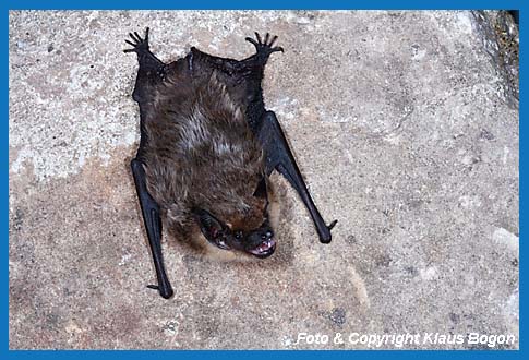 Breitflgelfledermaus   (Eptesicus serotinus) an einer Hauswand