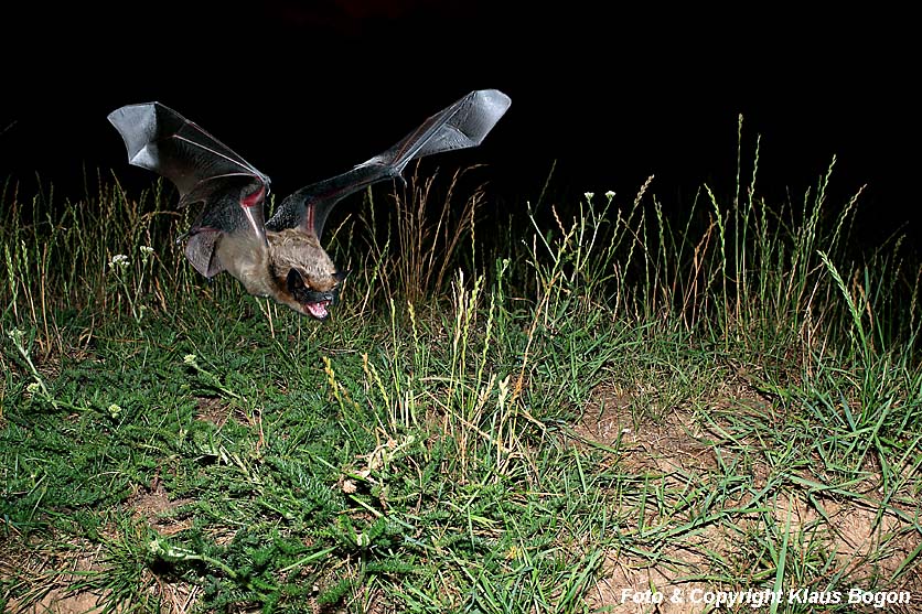 Breitflgelfledermaus jagd ber Weide nach Dungkfern