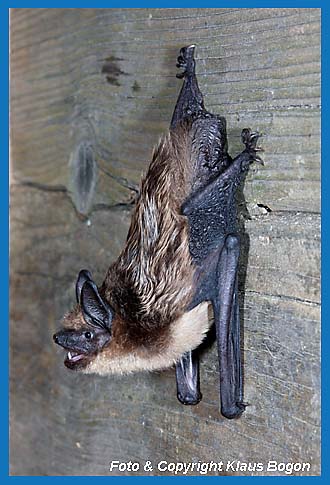 Breitflgelfledermaus   (Eptesicus serotinus)  an einem Dachbalken