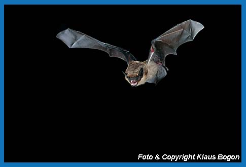 Flugaufnahme einer Breitflgelfledermaus   (Eptesicus serotinus) 