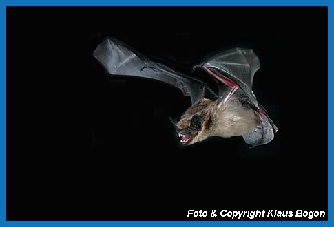 Flugaufnahme einer Breitflgelfledermaus   (Eptesicus serotinus) 